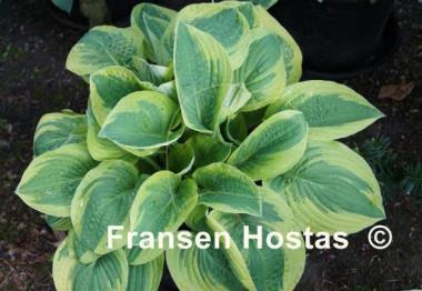 Hosta Mama Mia