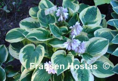 Hosta Mama Mia