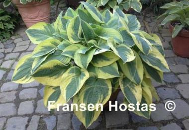Hosta Mama Mia