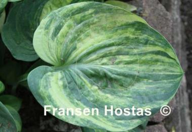 Hosta Man on the Moon