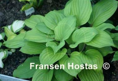 Hosta Mango Lettuce