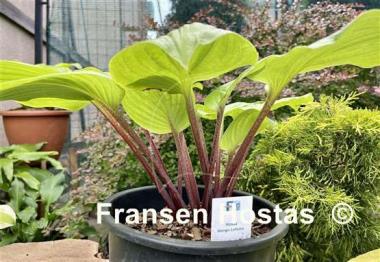 Hosta Mango Lettuce