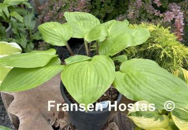 Hosta Mango Lettuce