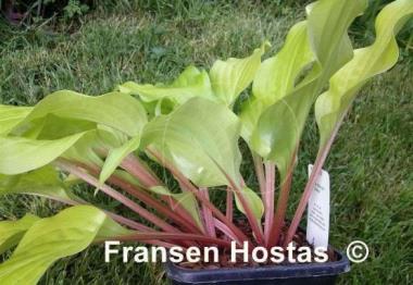 Hosta Mango Salsa