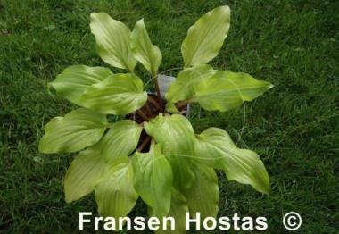 Hosta Mango Salsa