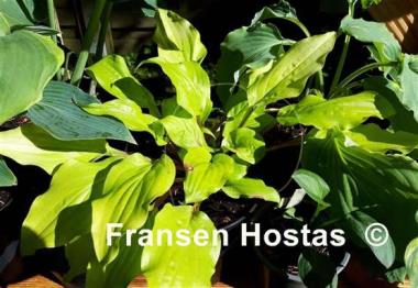 Hosta Mango Salsa