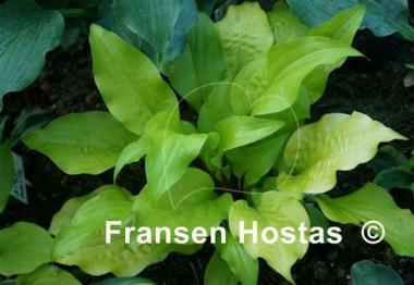 Hosta Mango Salsa