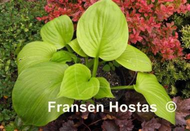 Hosta Mango Smoothie