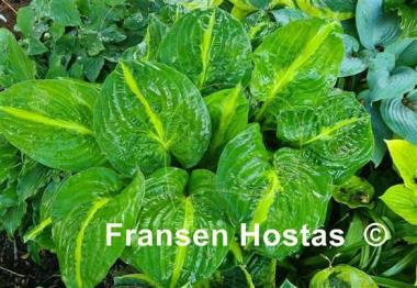Hosta Mango Tango