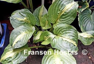 Hosta Mango Tango