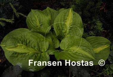 Hosta Mango Tango