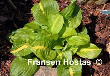 Hosta Mango Tango