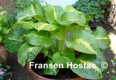 Hosta Mango Tango