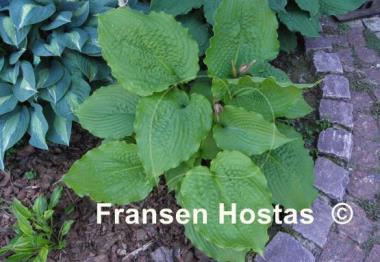 Hosta Manhattan