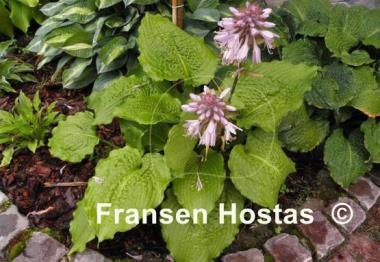 Hosta Manhattan
