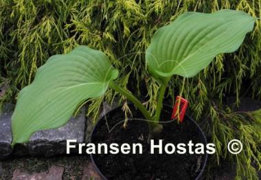 Hosta Manhattan