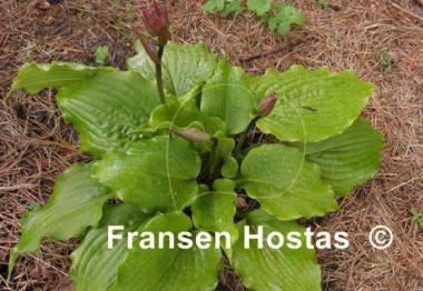 Hosta Manhattan