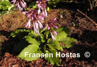 Hosta Manhattan