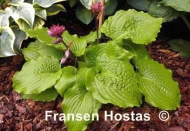 Hosta Manhattan
