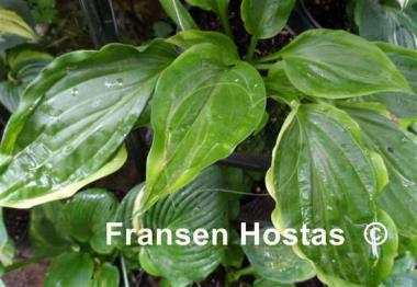 Hosta Maniac