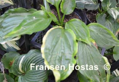 Hosta Maniac
