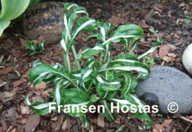 Hosta Manzo