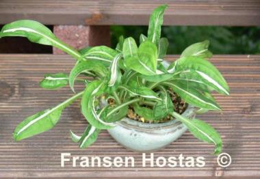 Hosta Manzo