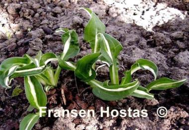 Hosta Manzo