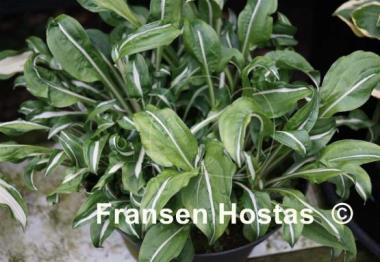 Hosta Manzo