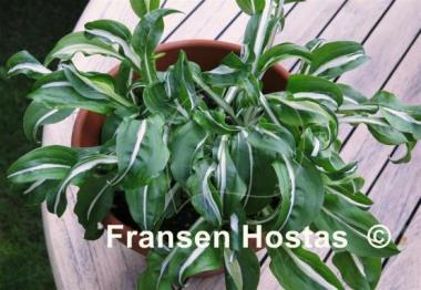 Hosta Manzo