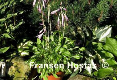 Hosta Manzo