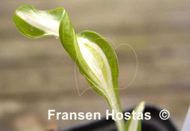 Hosta Manzo