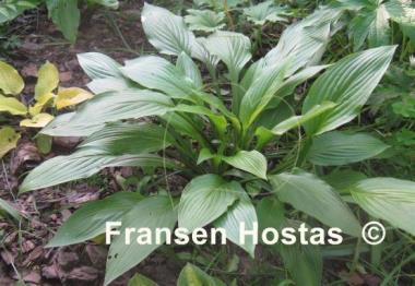 Hosta Maraschino Cherry