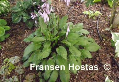 Hosta Maraschino Cherry