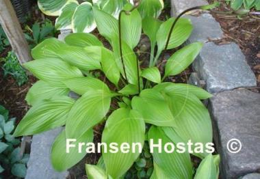 Hosta Maraschino Cherry