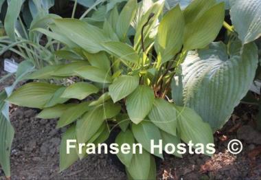 Hosta Maraschino Cherry
