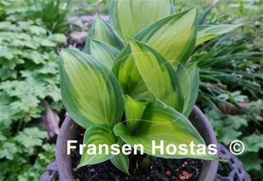 Hosta Marbled Cream Elite 