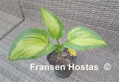 Hosta Marbled Cream Elite