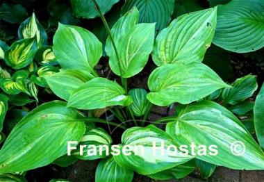 Hosta Marbled Cream