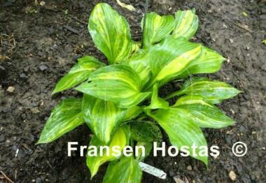 Hosta Marbled Cream