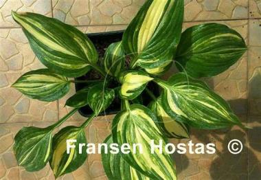 Hosta Marbled Cream