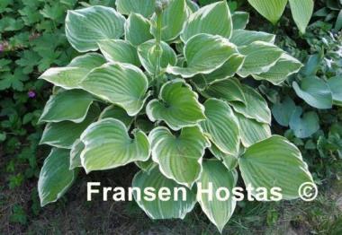 Hosta Mardi Gras