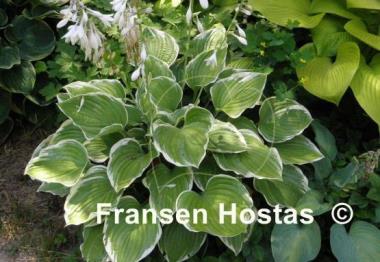 Hosta Mardi Gras