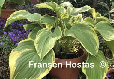 Hosta Mardi Gras