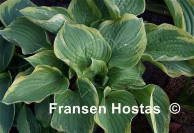 Hosta Mardi Gras