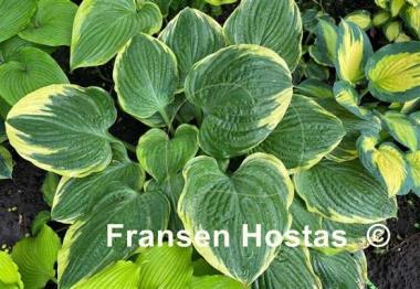 Hosta Mardi Gras