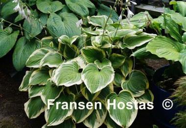Hosta Mardi Gras