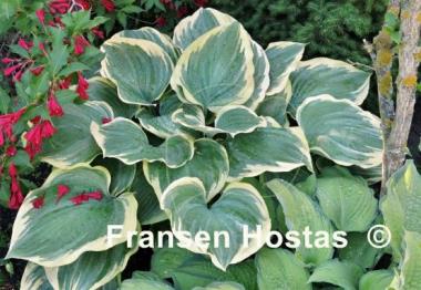 Hosta Mardi Gras