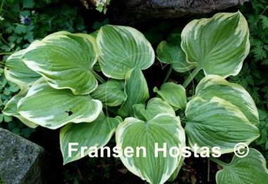 Hosta Mardi Gras