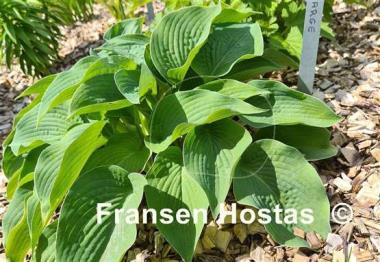 Hosta Marge